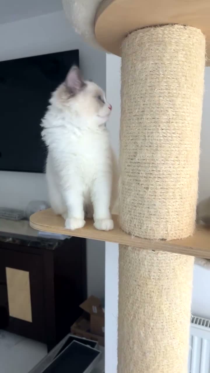 Ragdoll cats for sale: Pedigree ragdoll - Video 2