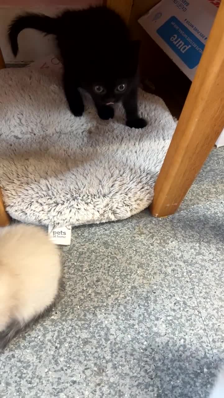 Persian cats for sale: 3 Himalayan X Chinchilla Persian kittens  - Video 2