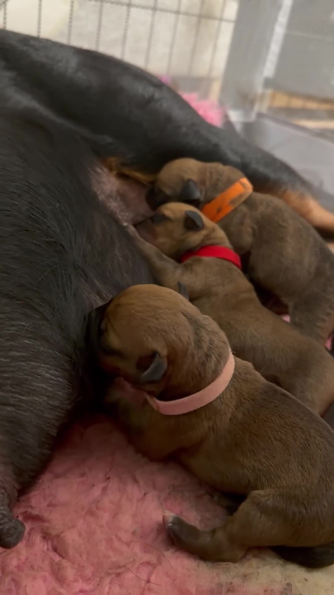 Rottweiler dogs for sale: Rottie Cross Pups - Video 1