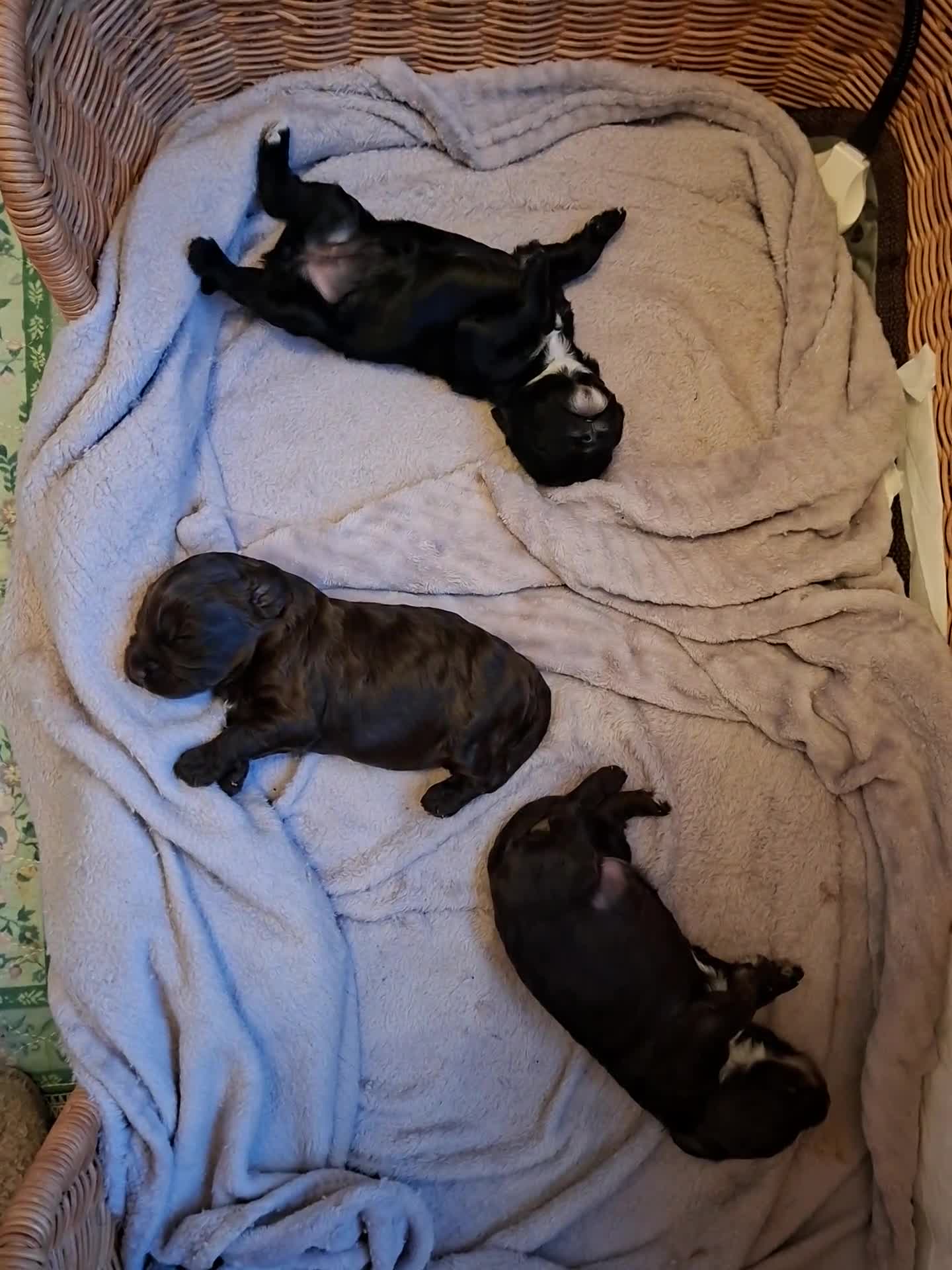 Cockapoo dogs for sale: Cockerpoos looking for forever homes - Video 1