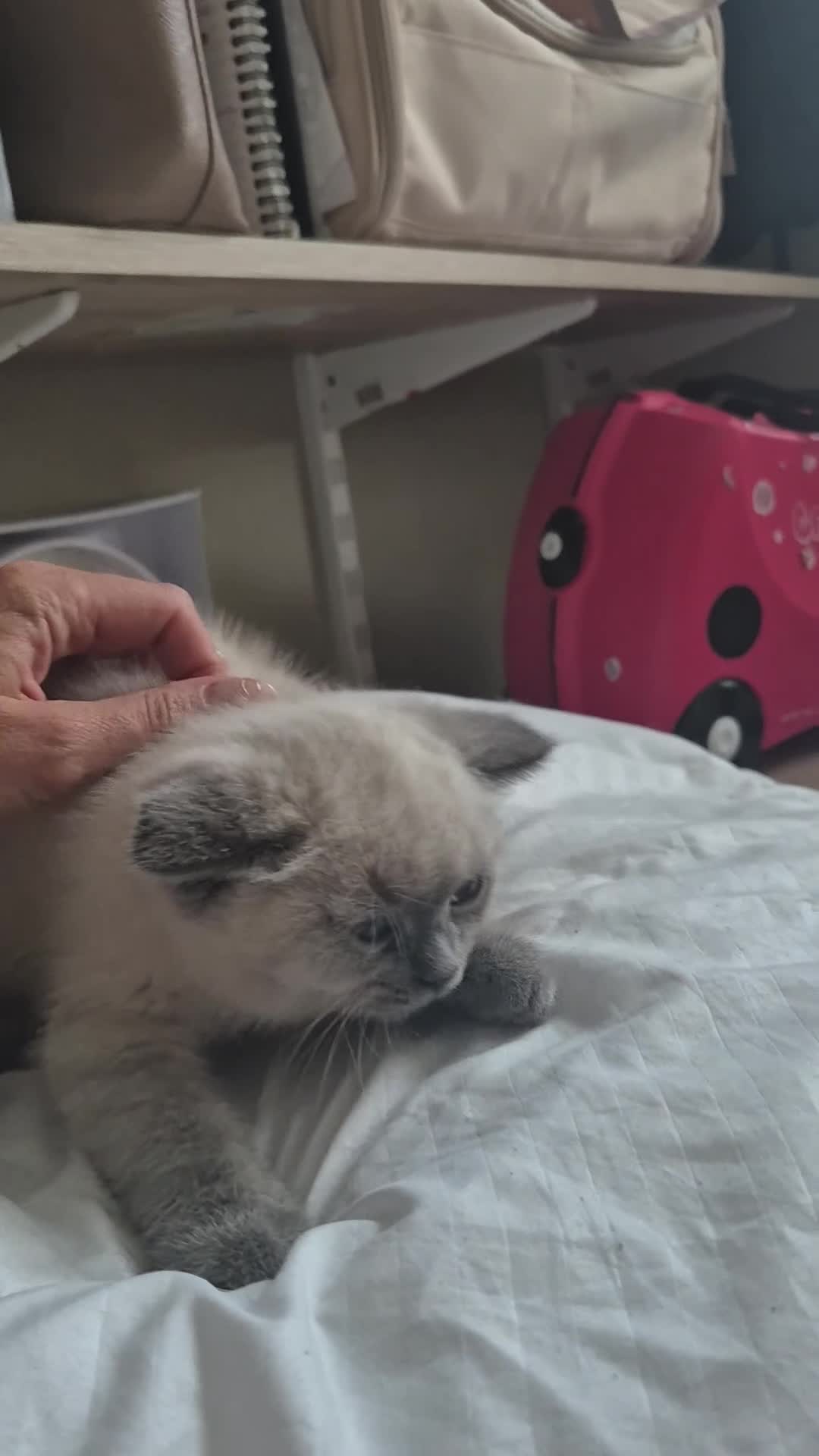 British Shorthair cats for sale: Two stunning boys - Video 3