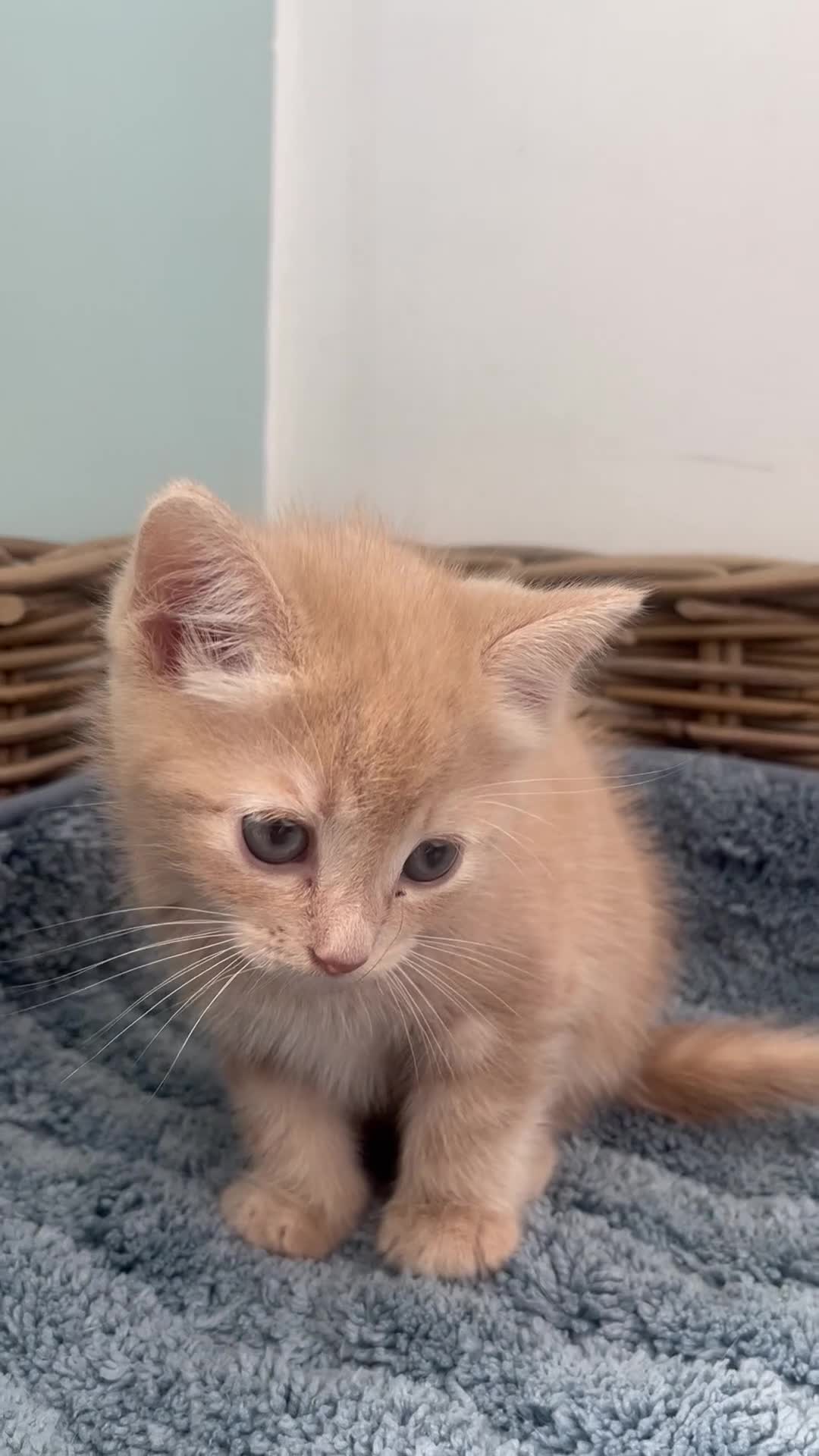 Ragdoll cats for sale: Ginger ragdoll x calm affectionate boy kitten  - Video 1