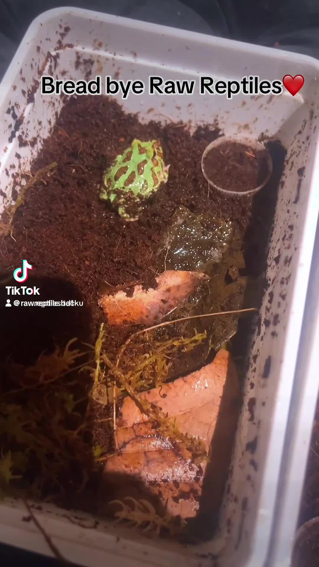 Frog reptiles for sale: Baby Pac-Man Froglets  - Video 1