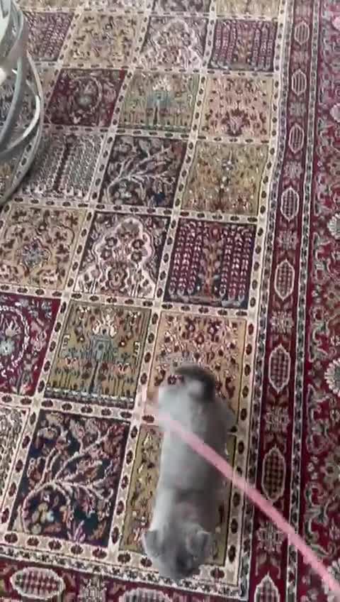 British Shorthair cats for sale: BSH/Scottish male - Video 2