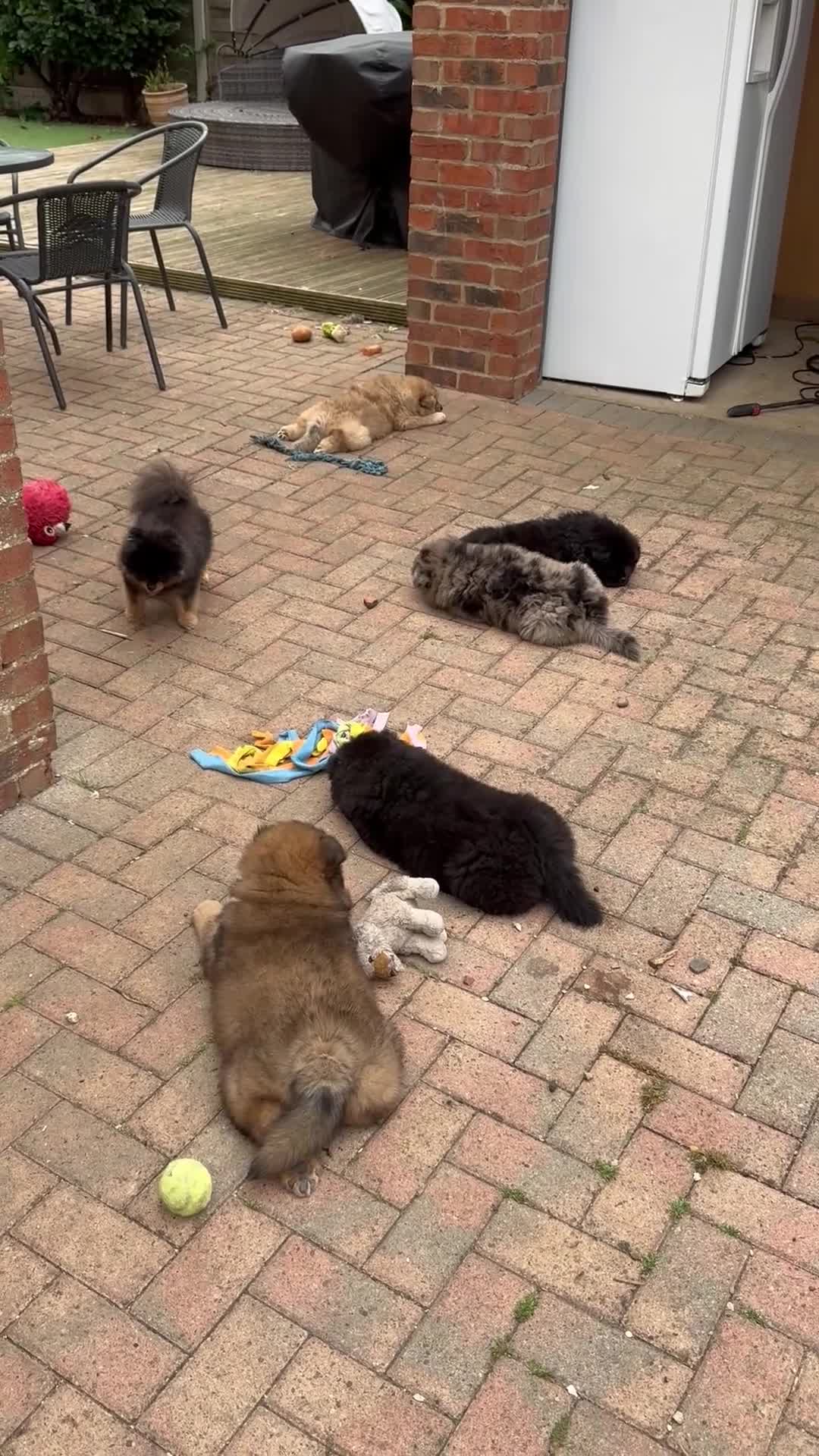 Chow Chow dogs for sale: 🩷🩵🩷Five beautiful girl & boy chow chows 🩵🩷 - Video 5