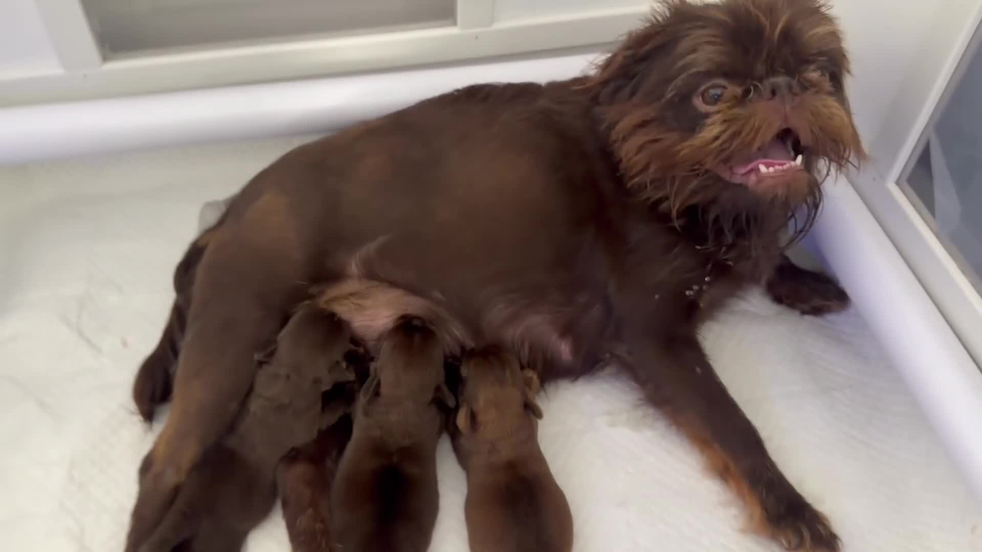 Griffon Bruxellois dogs for sale: Gorgeous chocolate Bruxellois Griffons - Video 1