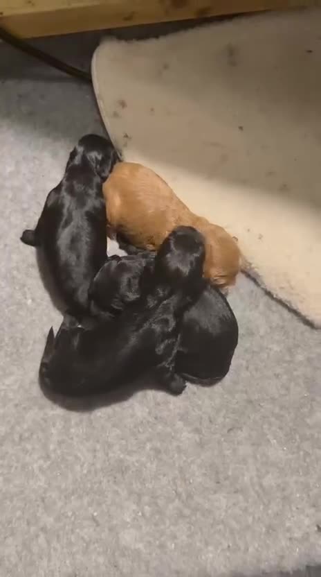 Cavapoo dogs for sale: Adorable F1 Cavapoo girl. Fully health tested. - Video 1