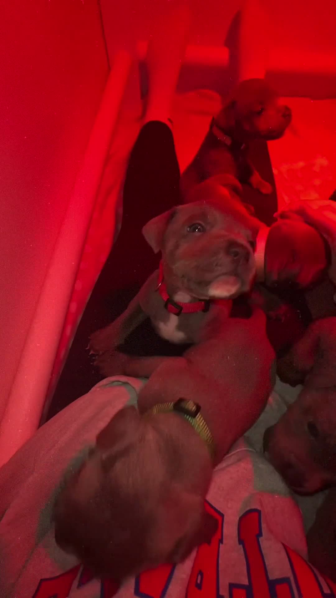 Staffordshire Bull Terrier dogs for sale: 🐾🔥7 beautiful blue staffy’s for sale🔥🐾 - Video 1