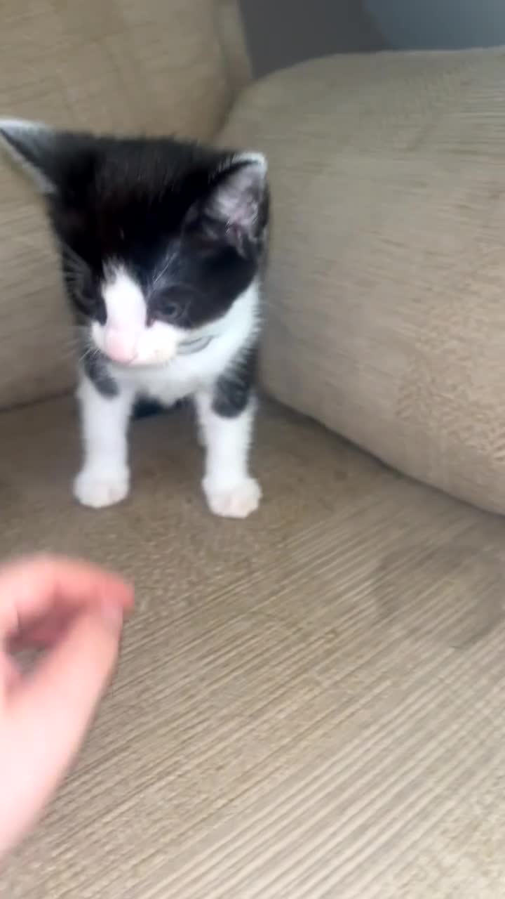 Domestic Shorthair cats for sale: Black and white kittens  - Video 2
