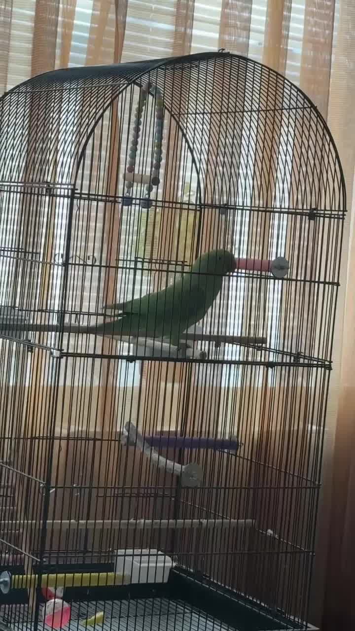 Ringnecks birds for sale: Indian ringneck in Bournemouth - Video 1