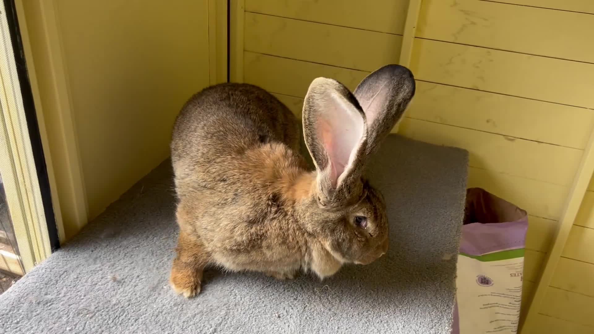 Continental Giant rabbits for sale: Gigant continental  - Video 3
