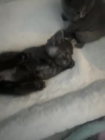 Mixed Breed cats for sale: Bsh x maincoon kittens - Video 2