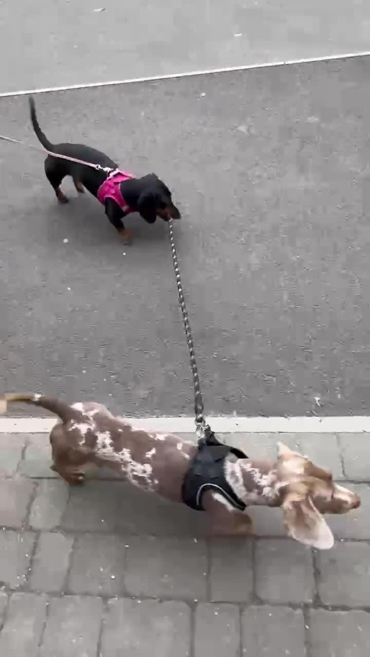 Dachshund dogs for sale: daple dachshund  - Video 1