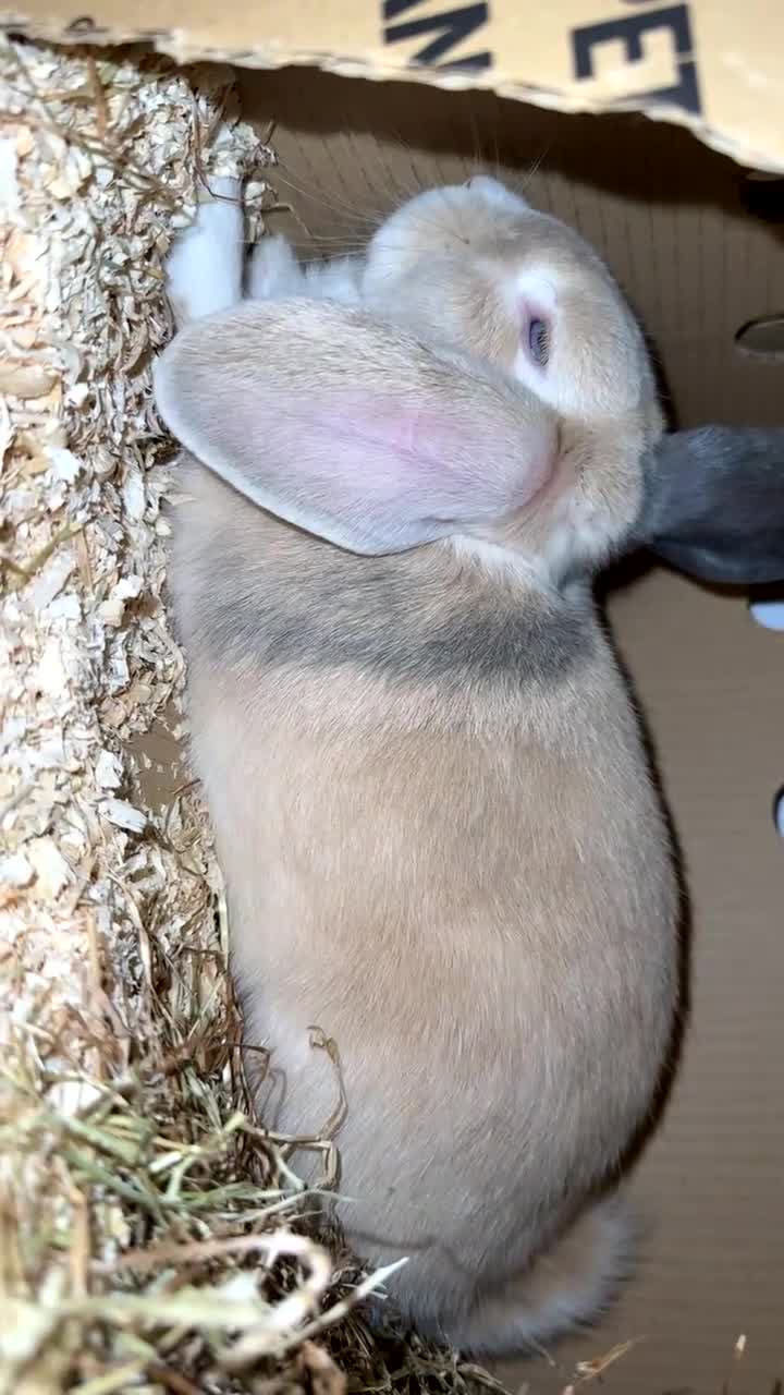 Mixed Breed rabbits for sale: Male rabbit looking for his forever home 💔 - Video 1