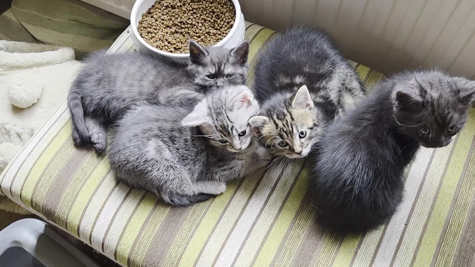 Maine Coon cats for sale: Maine coon x British shorthair  - Video 1