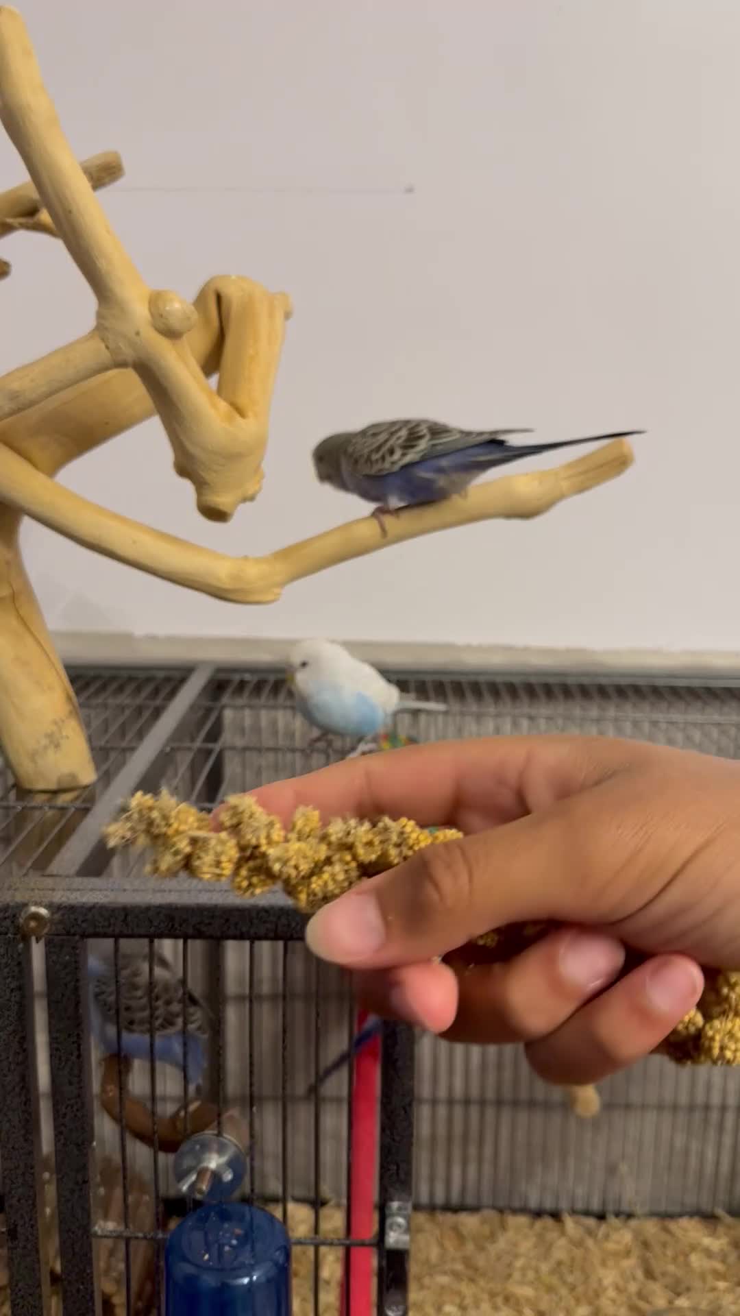 Budgerigars birds for sale: Hand Tame Baby Budgies - Video 1