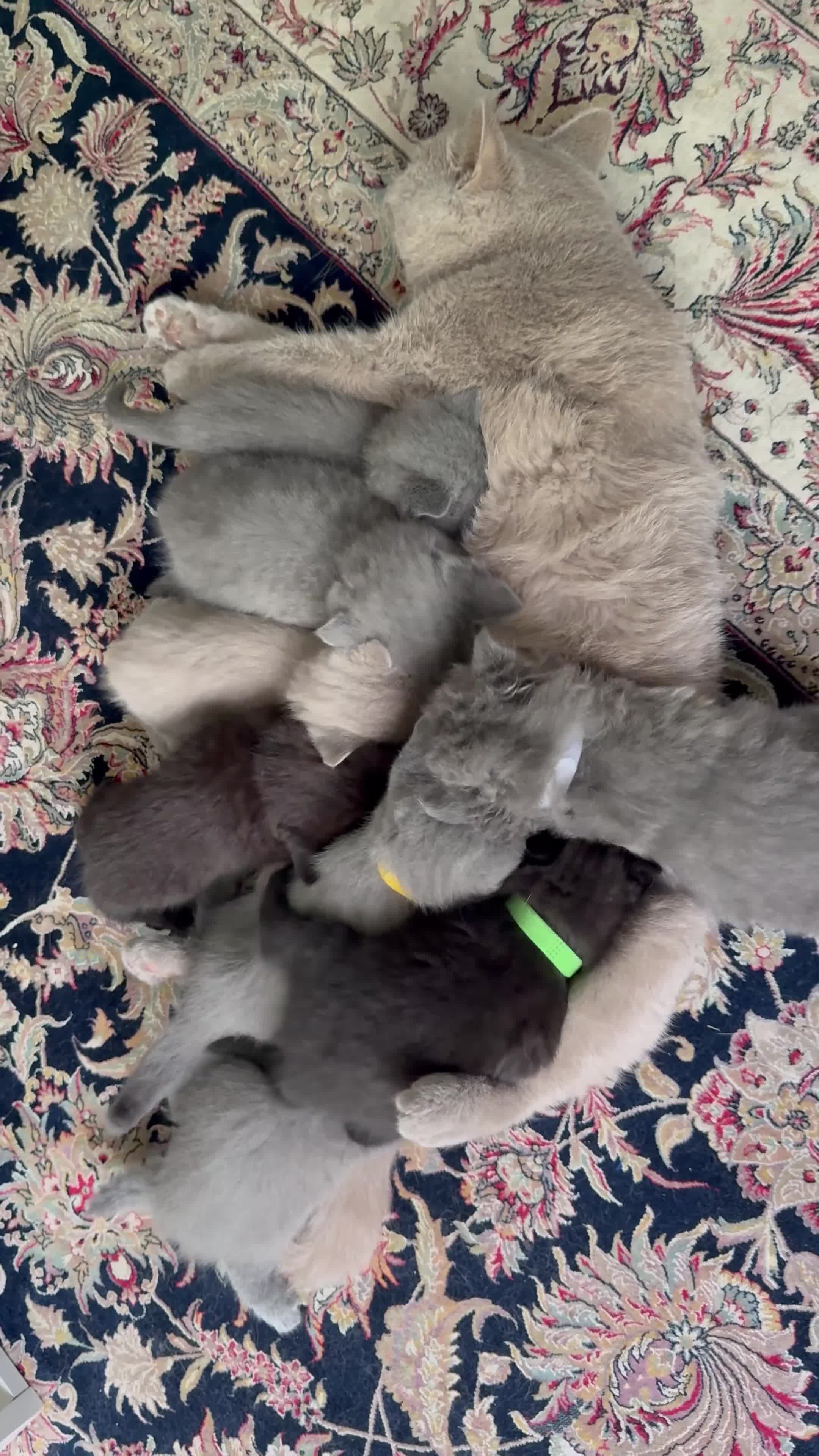 British Shorthair cats for sale: Exceptional BSH kittens  - Video 2