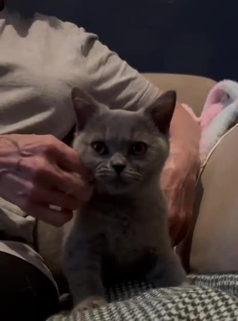 British Shorthair cats for sale: Gorgeous British shorthair kittens  - Video 1