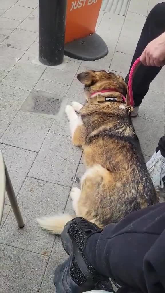 Mixed Breed dogs for adoption: Doucia for adoption in Hastings - Video 2