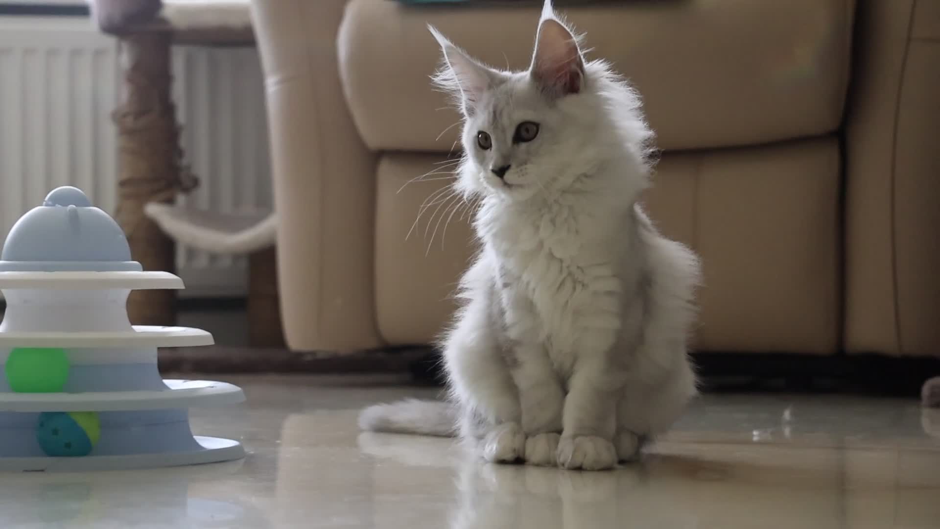 Maine Coon cats for sale: **ONLY 2** High Silver Shaded Kittens Left!😻 - Video 1