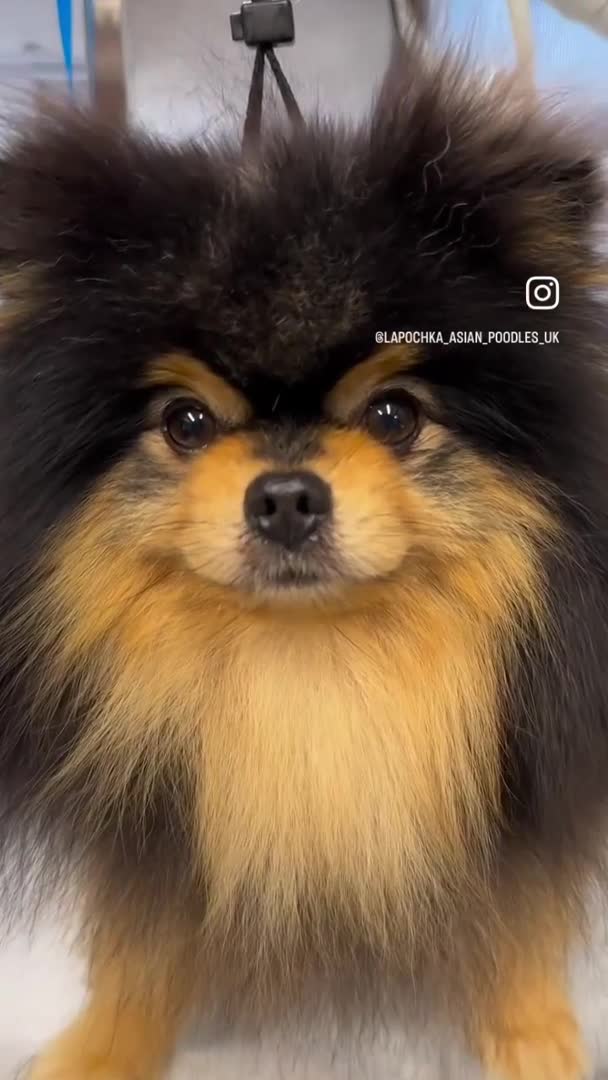 Pomeranian dogs for stud: Black and Tan super coat boy for stud in Lanark - Video 1