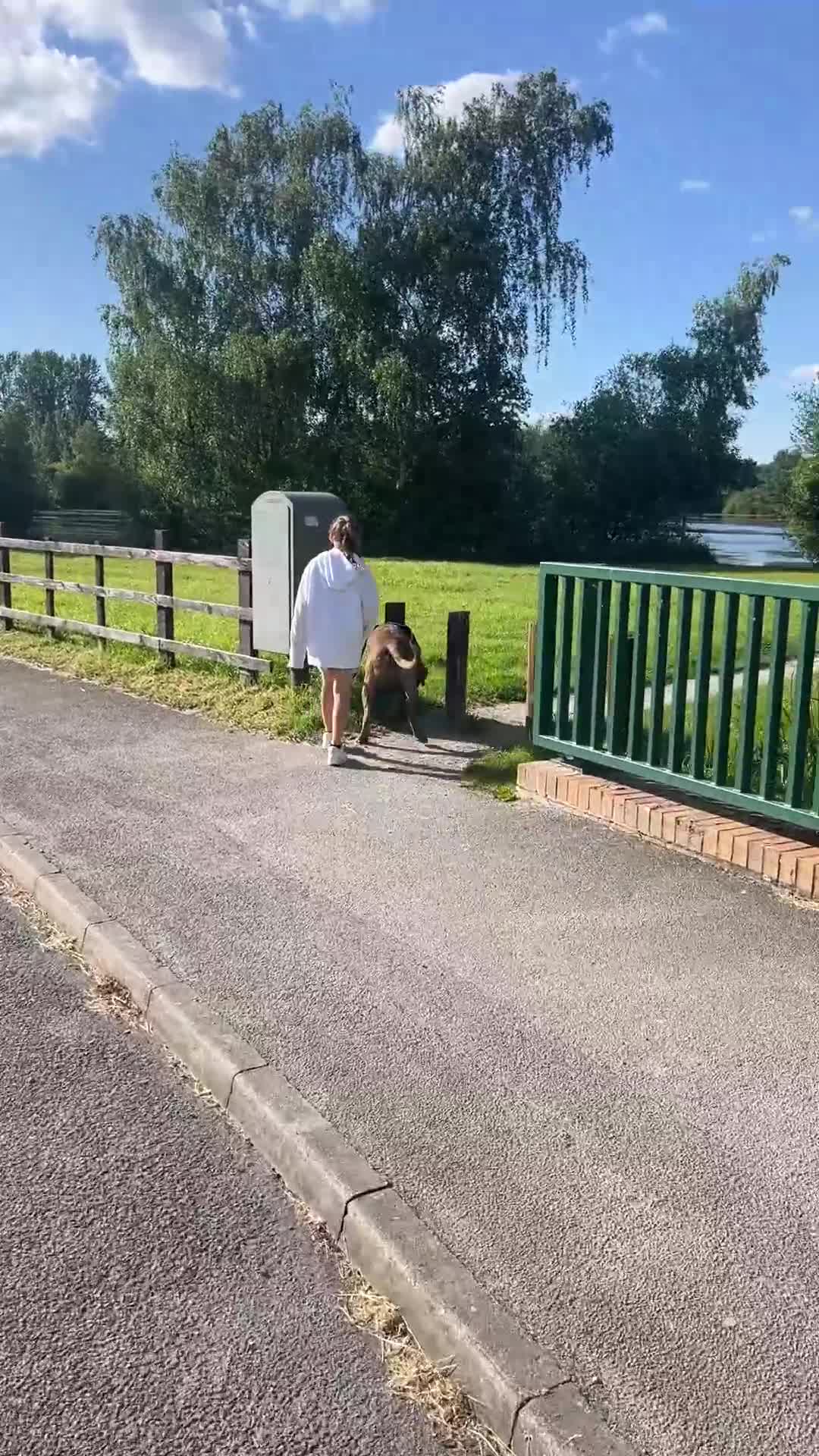 Presa Canario dogs for sale: BANE PRESA CANARIO 2 years old male  - Video 2