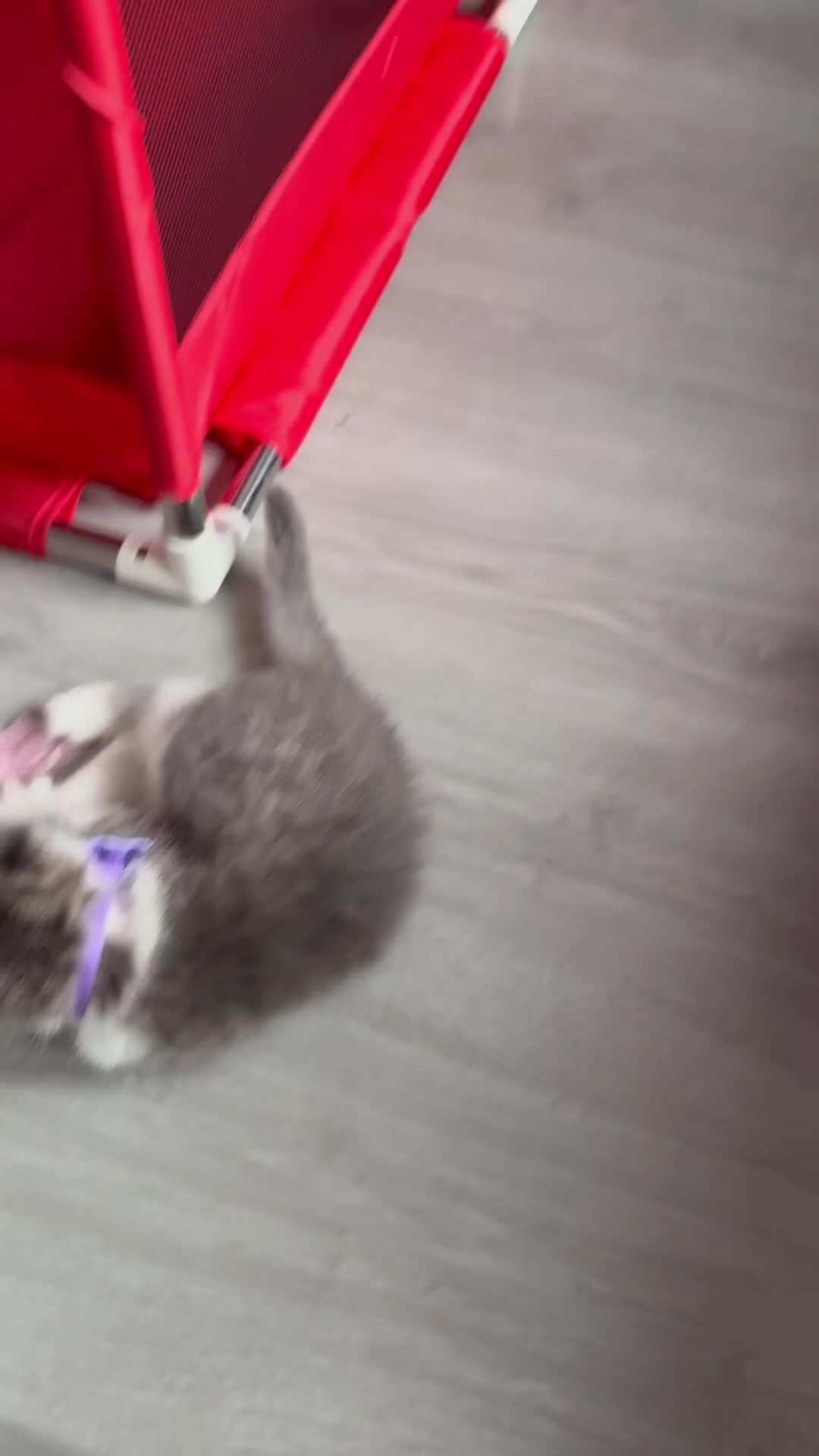 British Shorthair cats for sale: Beautiful bred British shorthairs  - Video 3