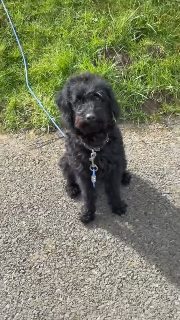 Jackapoo dogs for sale: Dolly - Video 1