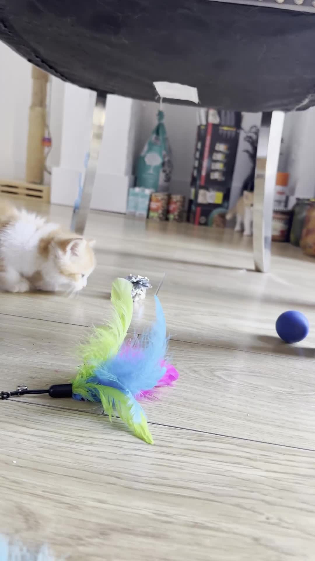 Persian cats for sale: Half Persian 2 Boys  - Video 1