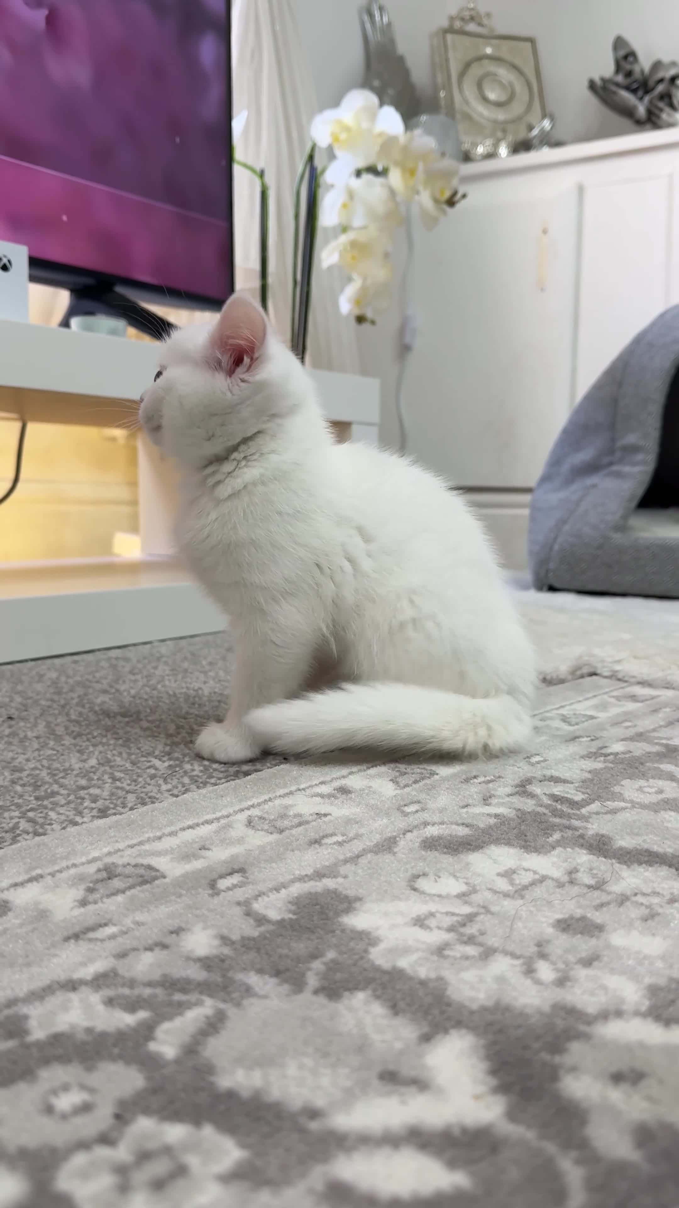 Mixed Breed cats for sale: Persian & Turkish Angora 1 boy 1 girl 9 weeks  - Video 5