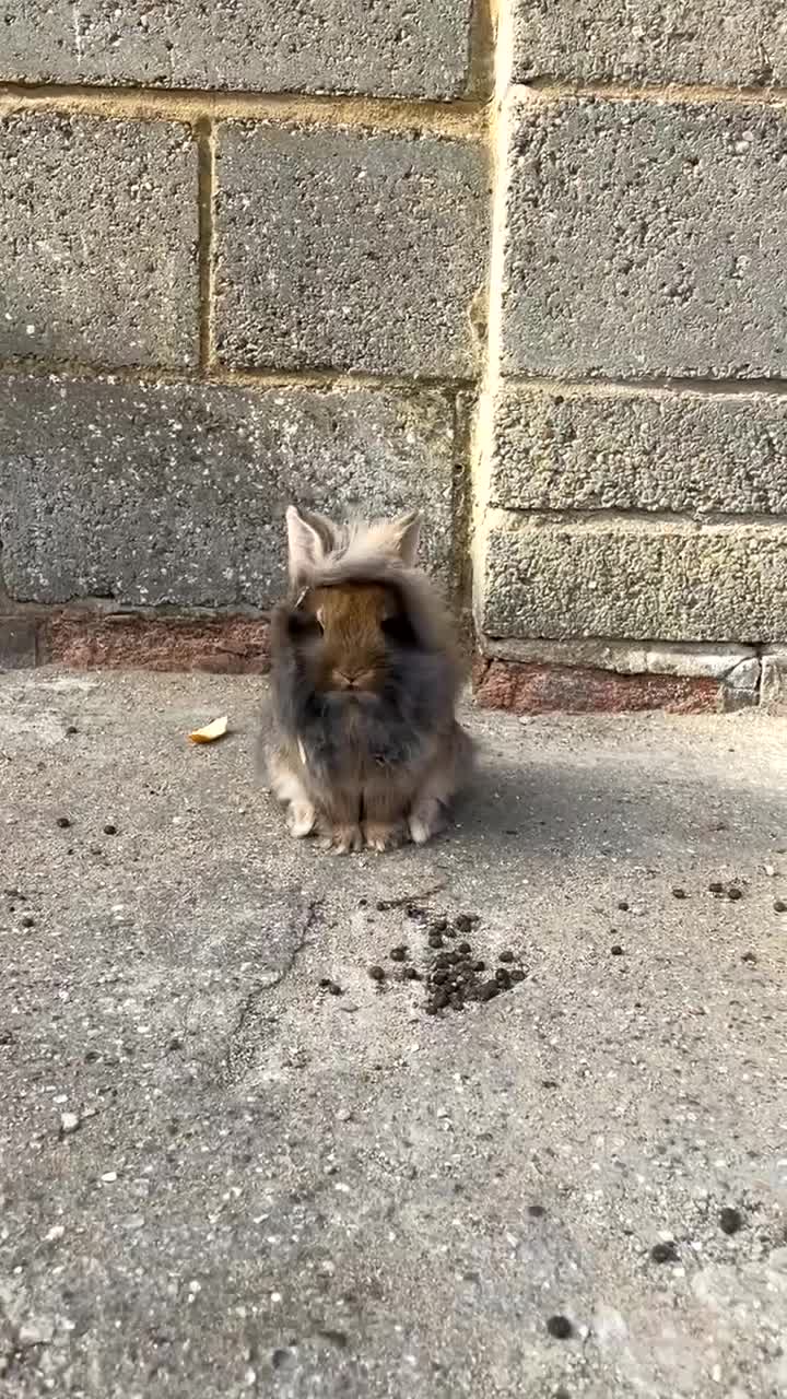 Mixed Breed rabbits for sale: Netherland/lion head mini lop - Video 2