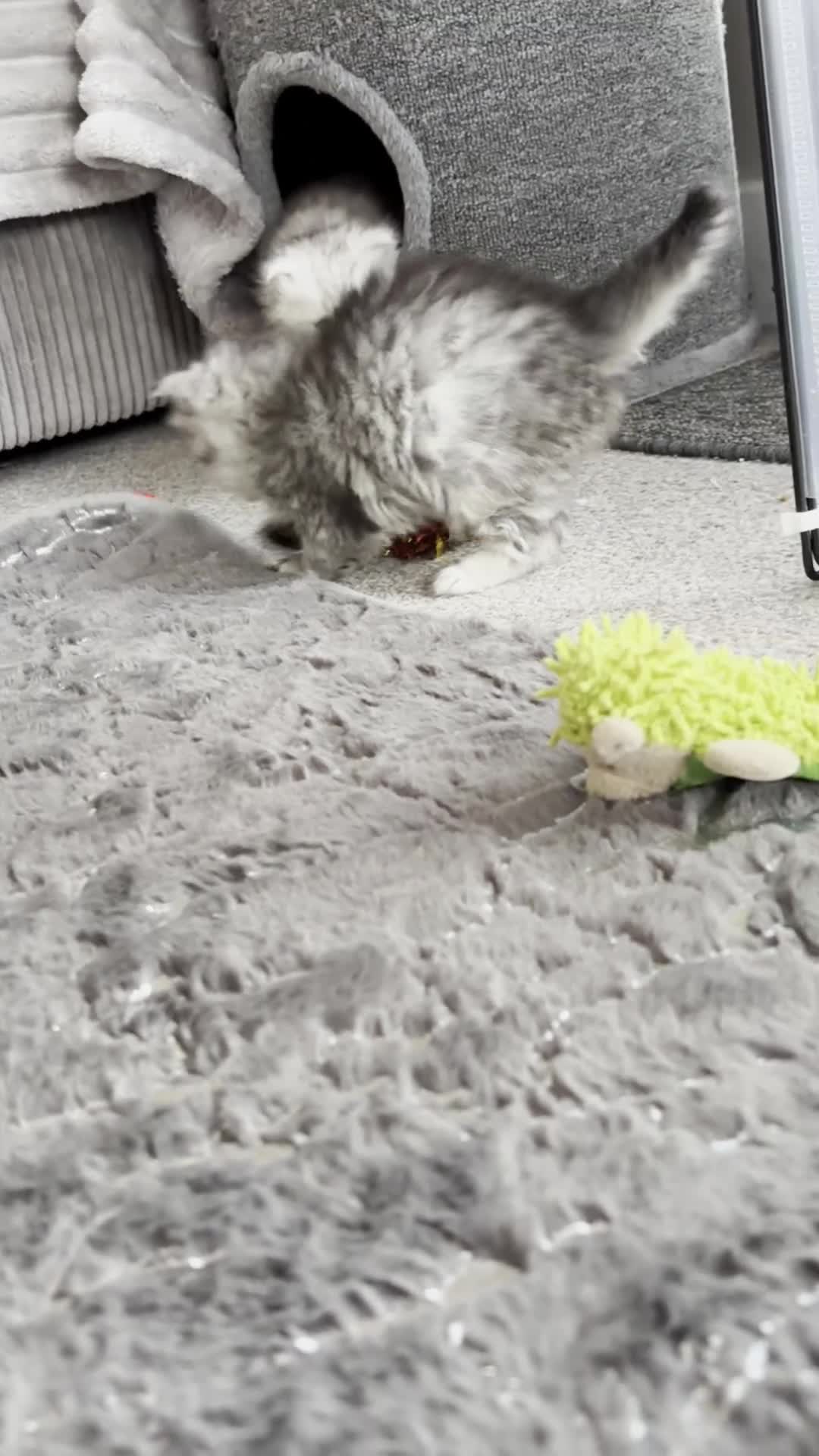 Maine Coon cats for sale: Maincoon / Persian babies looking for laps  - Video 1