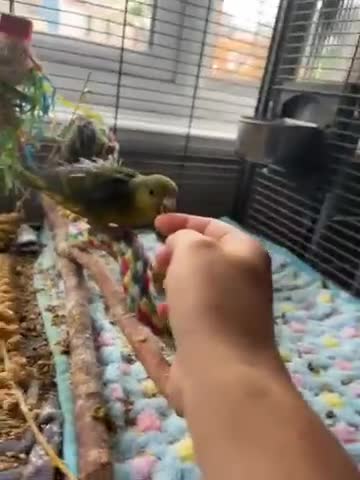 Budgerigars birds for sale: Linnies not budgies  hand reared  - Video 5