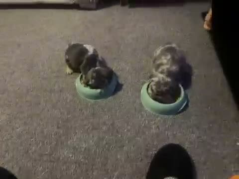 French Bulldog dogs for sale: Fluffy  **  French Bulldogs Puppy - Video 1