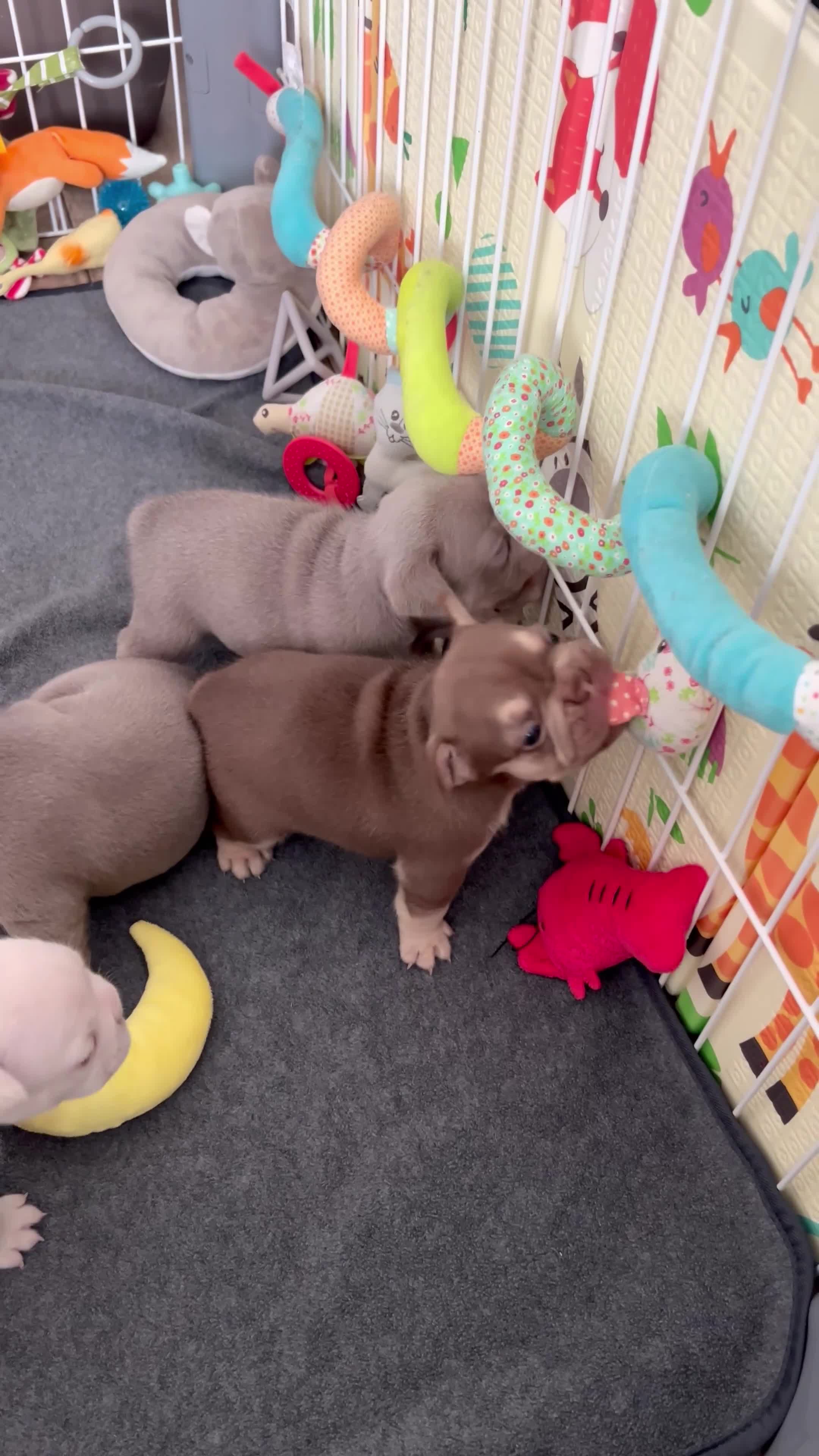 French Bulldog dogs for sale: KC French bulldog puppies highly healthed parents - Video 1