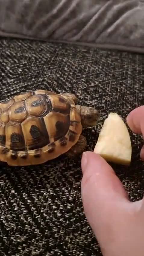 Hermann Tortoise reptiles for sale: Male and Female hermanns tortoises - Video 1