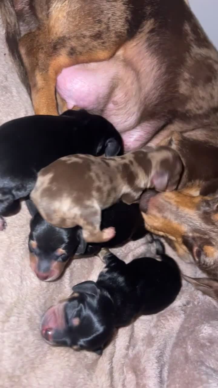 Miniature Dachshund dogs for sale: Miniature daschund - Video 3