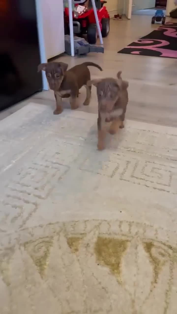 Jack Russell dogs for sale: Jack Russell MUCH WENLOCK in STEVENAGE - Video 1