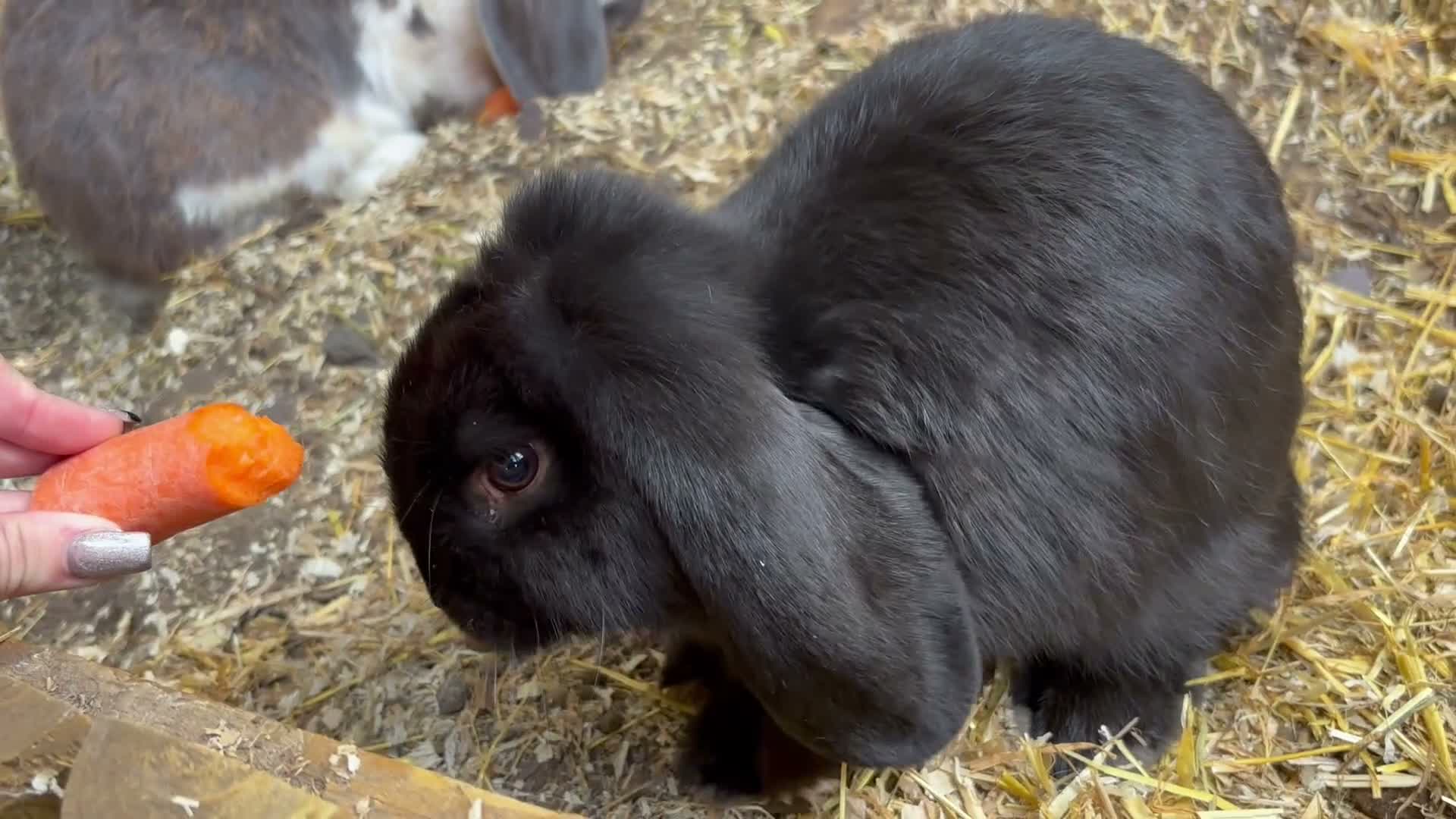 French Lop rabbits for sale: Male Baby “Giant” French Lop ready to reserve  - Video 1