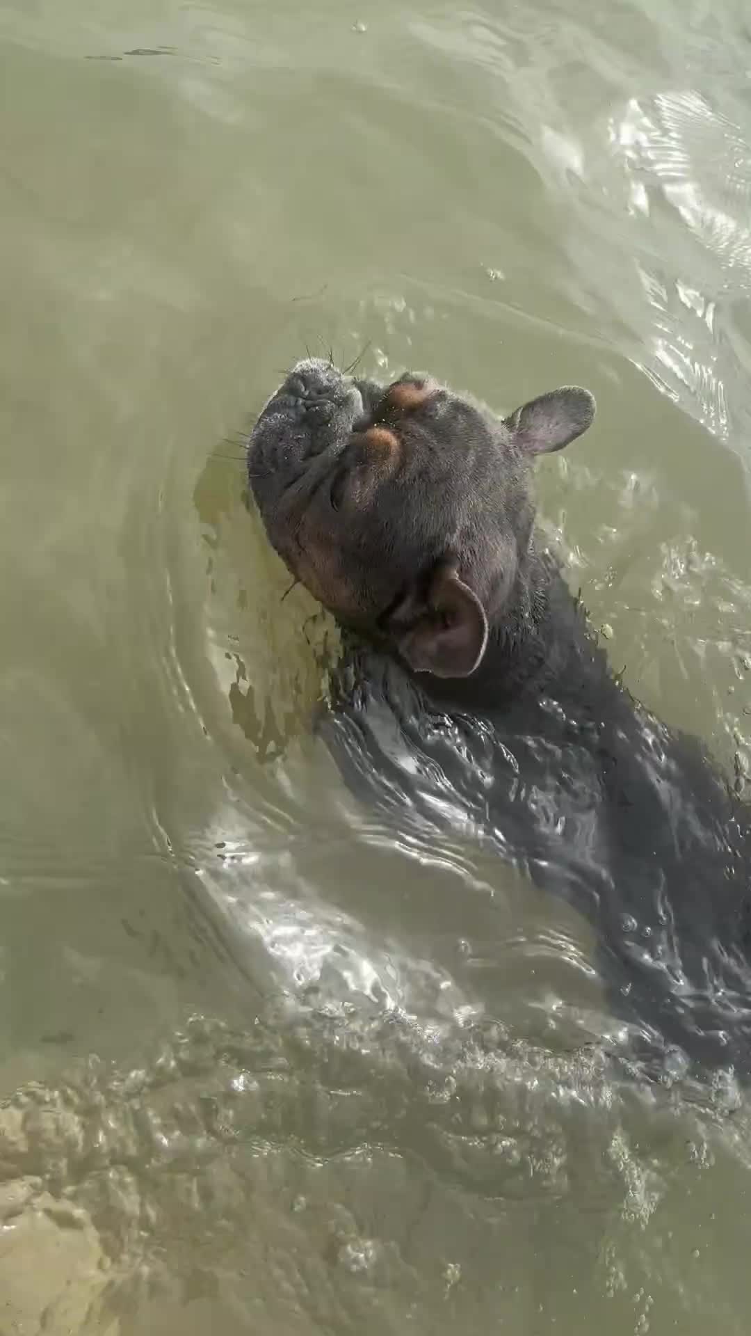 French Bulldog dogs for stud: Beautiful stocky athletic frenchie. Kc registered  - Video 1