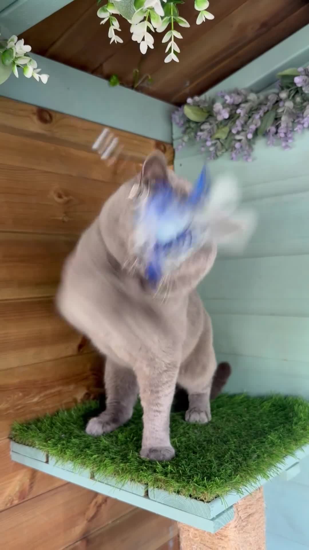 British Shorthair cats for stud: ⭐️ Two Imported Powerhouse Studs ⭐️ - Video 1