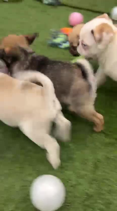 Pug dogs for sale: Rare panda pugs - Video 3