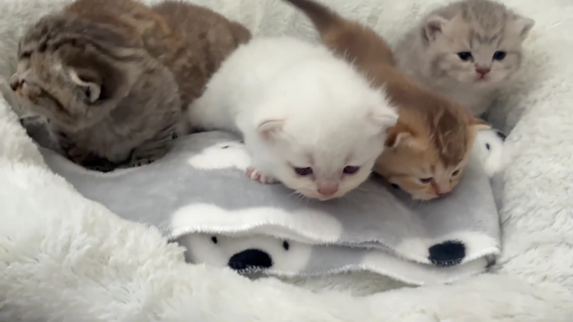 British Shorthair cats for sale: British shorthair kittens  - Video 3