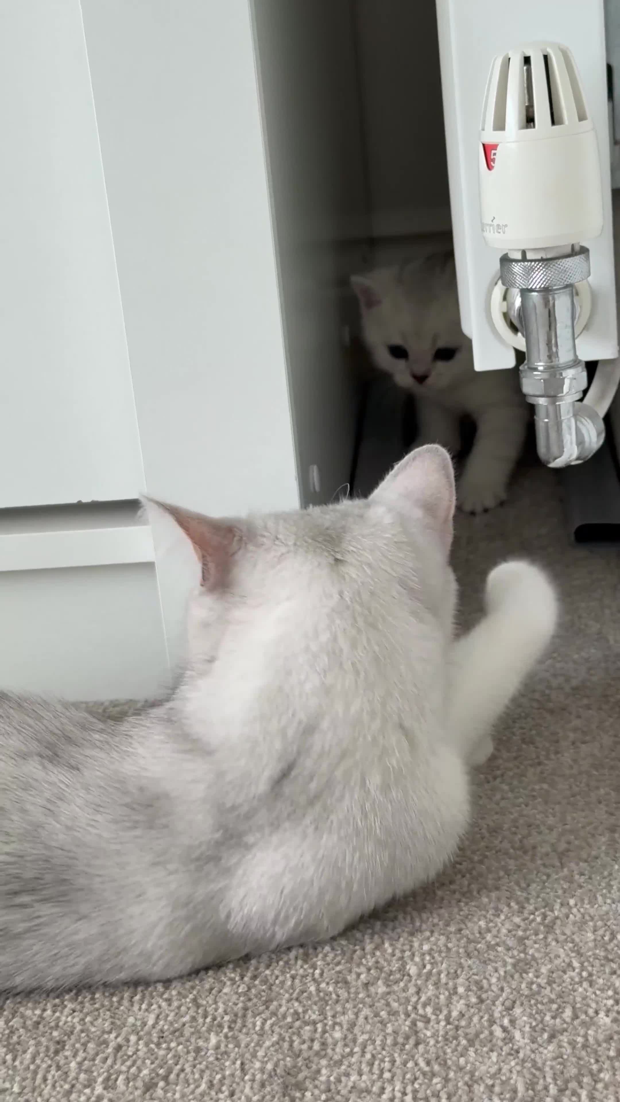 British Shorthair cats for sale: British Shorthair & Scottish Fold Kittens for Sale - Video 1
