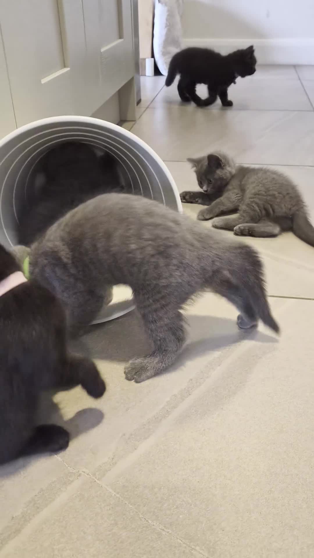 British Shorthair cats for sale: Beautiful British Shorthair Cross Kittens - Video 2