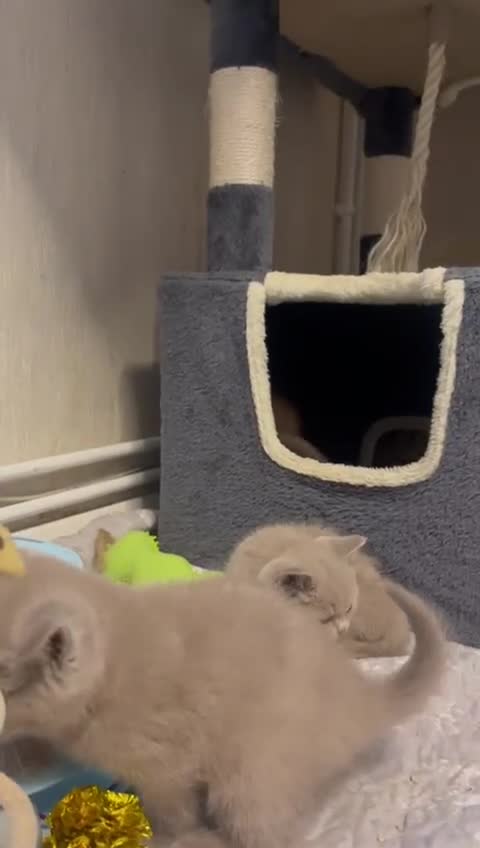 British Shorthair cats for sale: Purebred  British Shorthair Kittens - Video 3