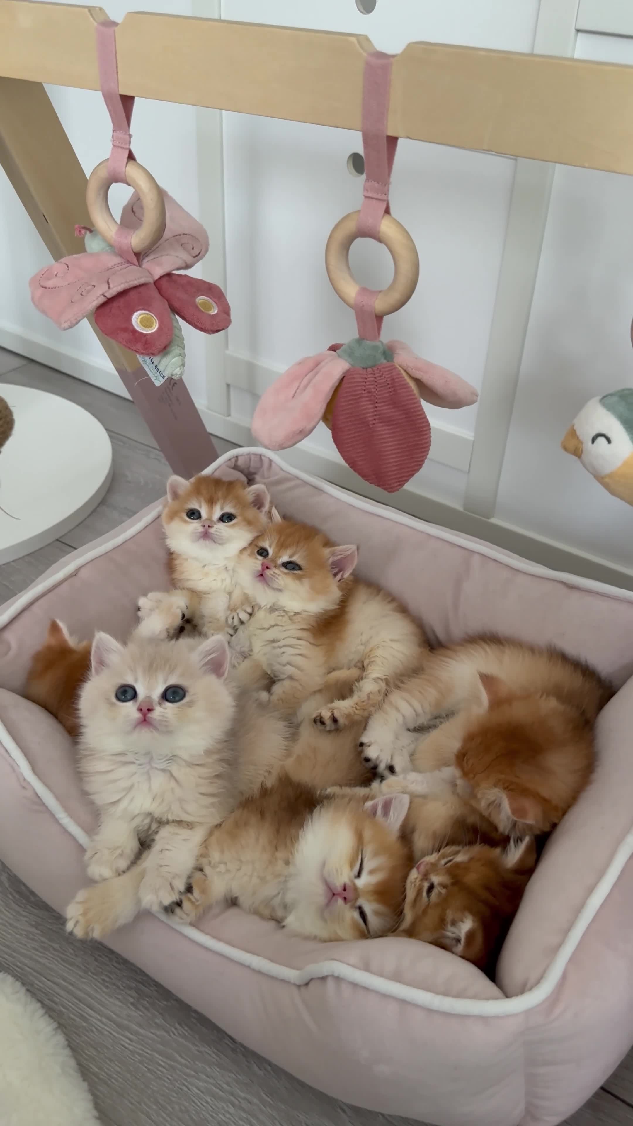 Brazilian Shorthair cats for sale: Golden British Shorthair kittens - Video 1