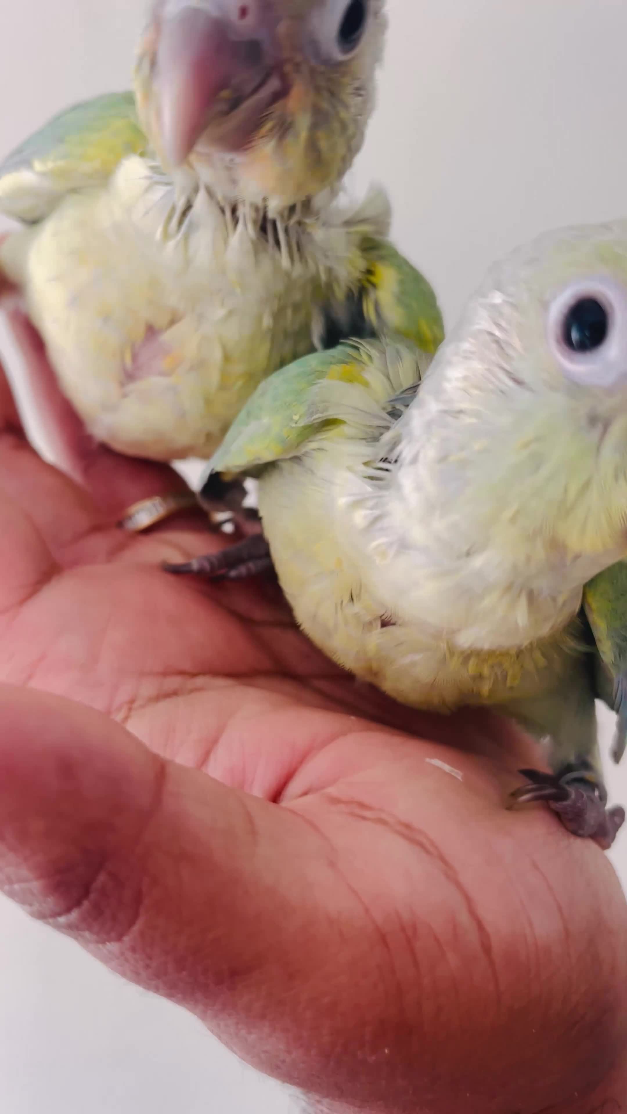 Conures birds for sale: Hand reared conures for sale  - Video 1