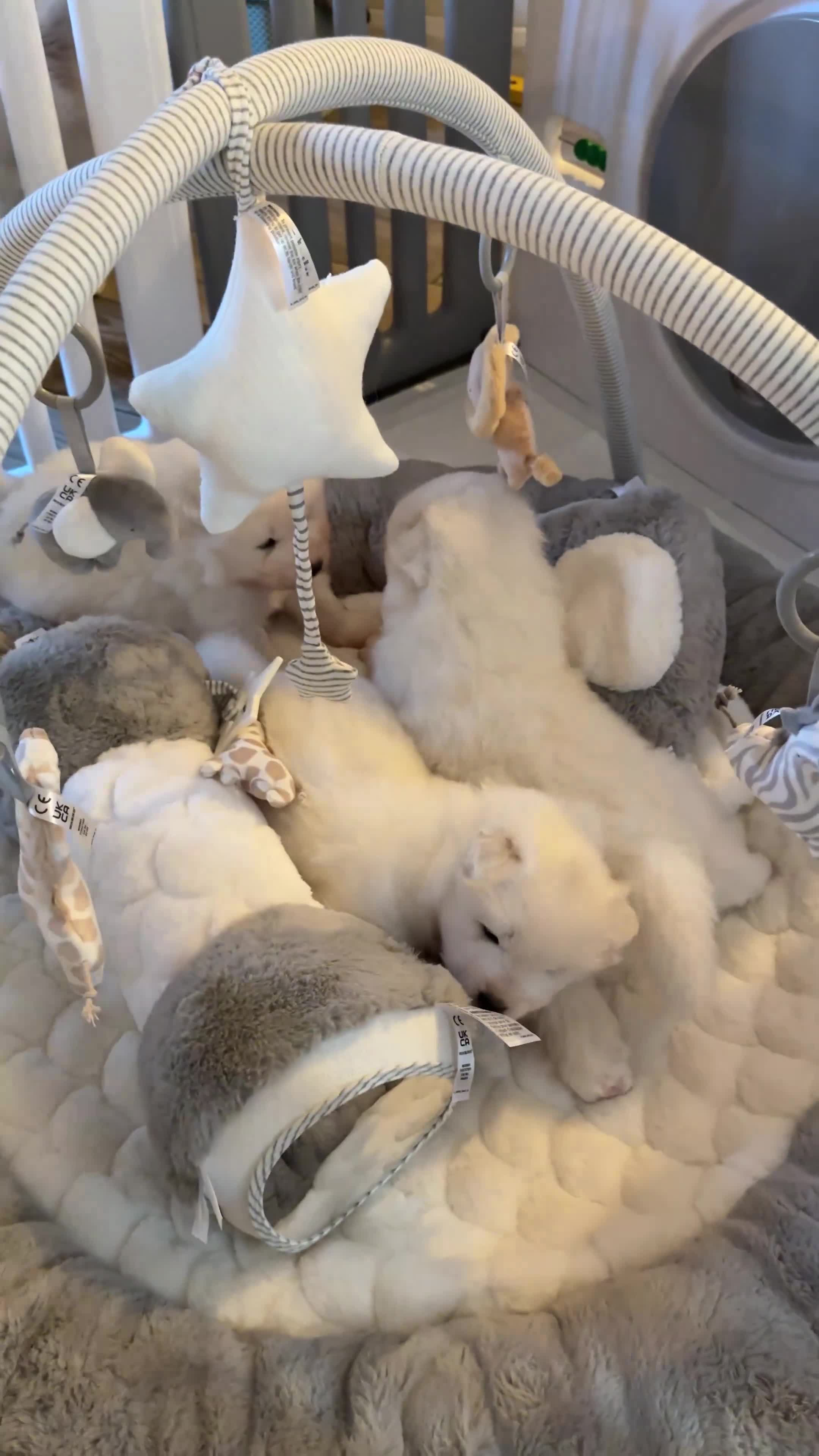 Samoyed dogs for sale: Stunning KC Registered Samoyed Puppies  - Video 2