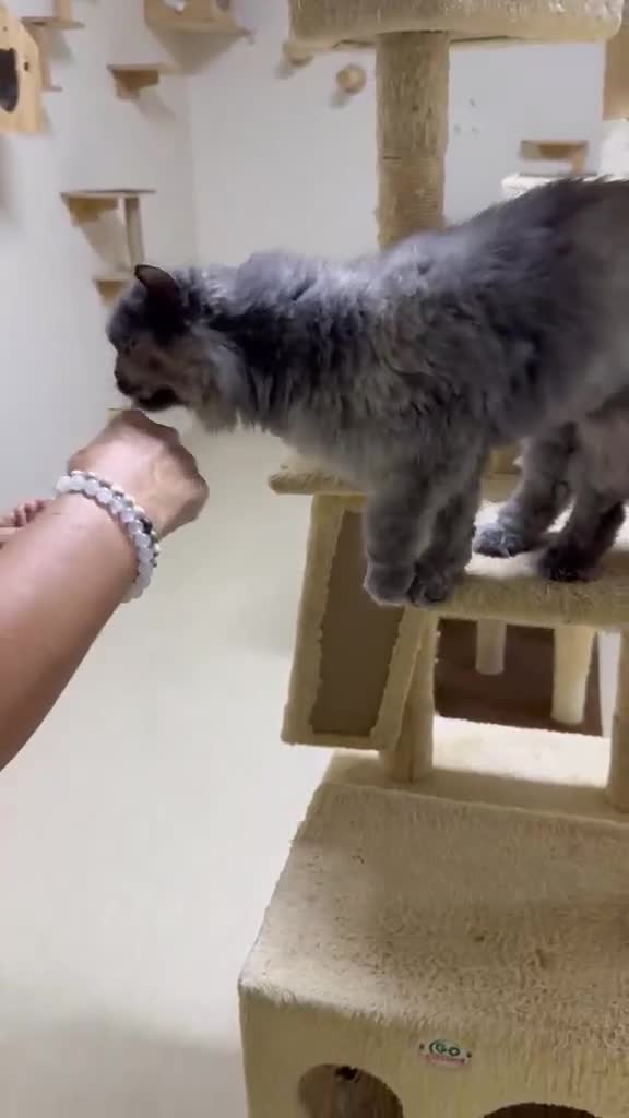 Mixed Breed cats for adoption: Boks  - Video 1